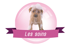 toilettage chien chat redon allaire canin félin soins